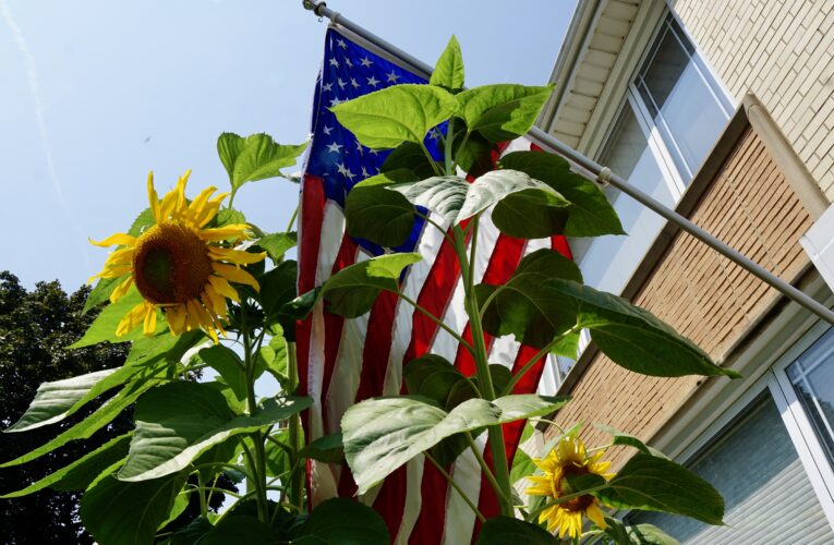 McKinley Park: Chicago’s Unofficial Sunflower Enclave