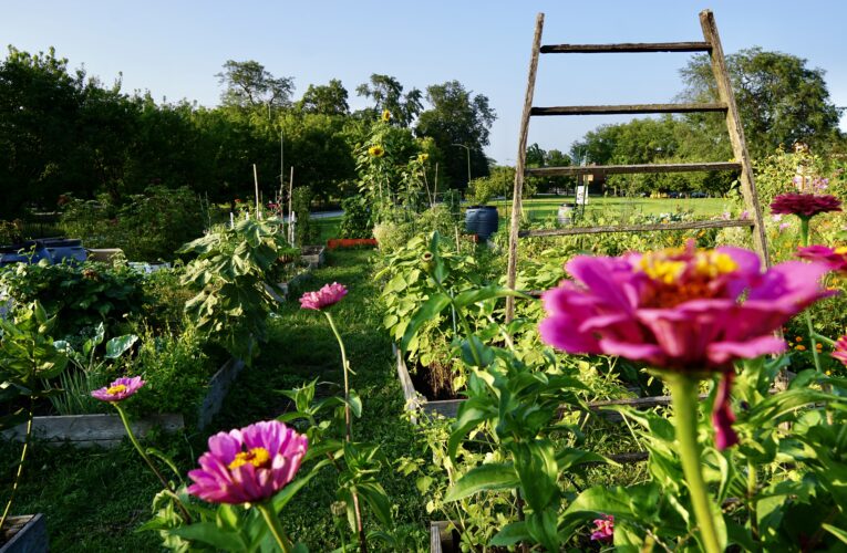 McKinley Park Community Garden: A Hidden Gem in Chicago Crafted by Dedicated Volunteers